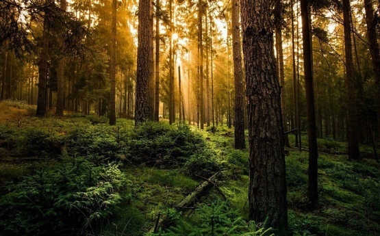 Сила леса